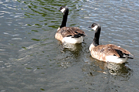 Branta canadensis